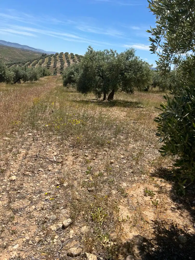 Terrain rustique à vendre à Luque
