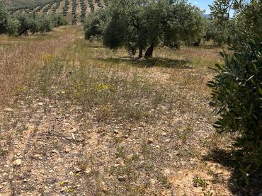 Terreno rustico in vendita a Luque