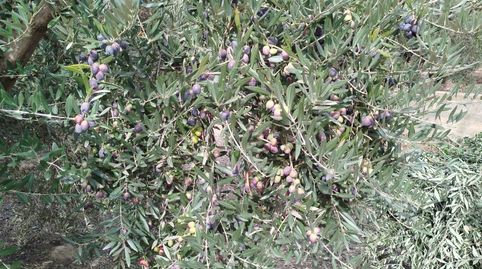 Foto 5 von Grundstücke zum Verkauf in Calle Baja, 14, Lecrín, Granada