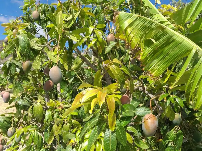 Jardí de Casa o xalet en venda en Telde amb Terrassa