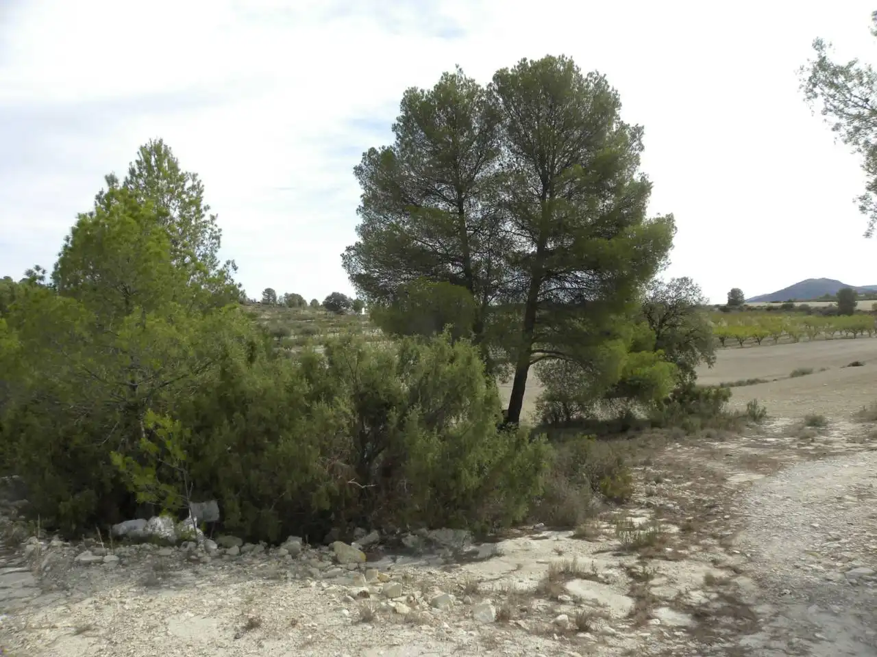 Terreno residencial en venta en Caravaca de la Cruz, imagen 7