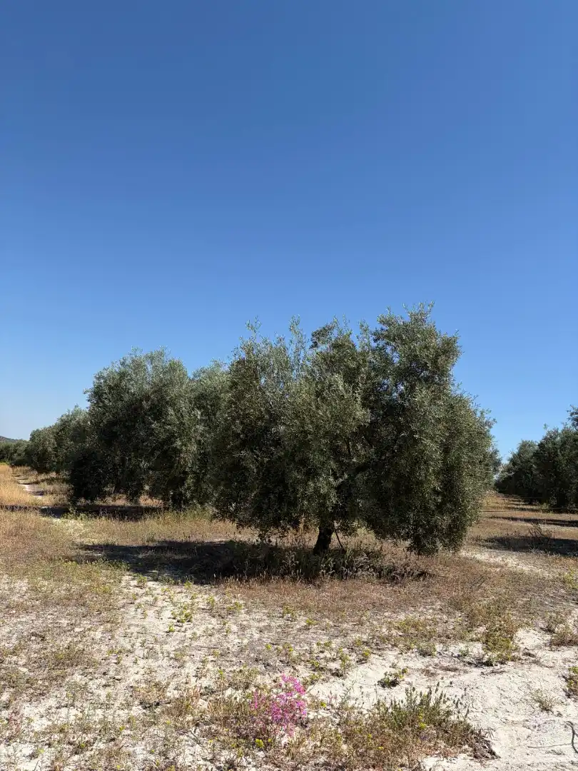 Terreny rústic en venda a Aguilar de la Frontera, imagen 7