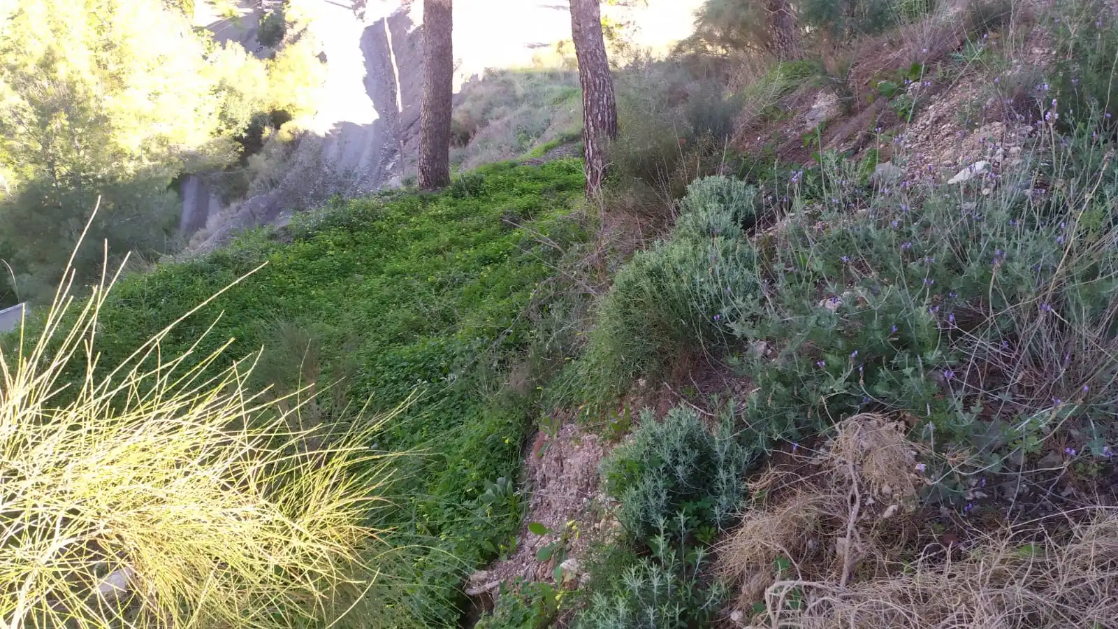 Terreni e lotti in vendita a Avenida de las Palmeras 66, imagen 10