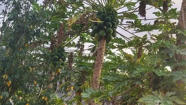 Jardí de Finca rústica en venda en Santa María de Guía de Gran Canaria