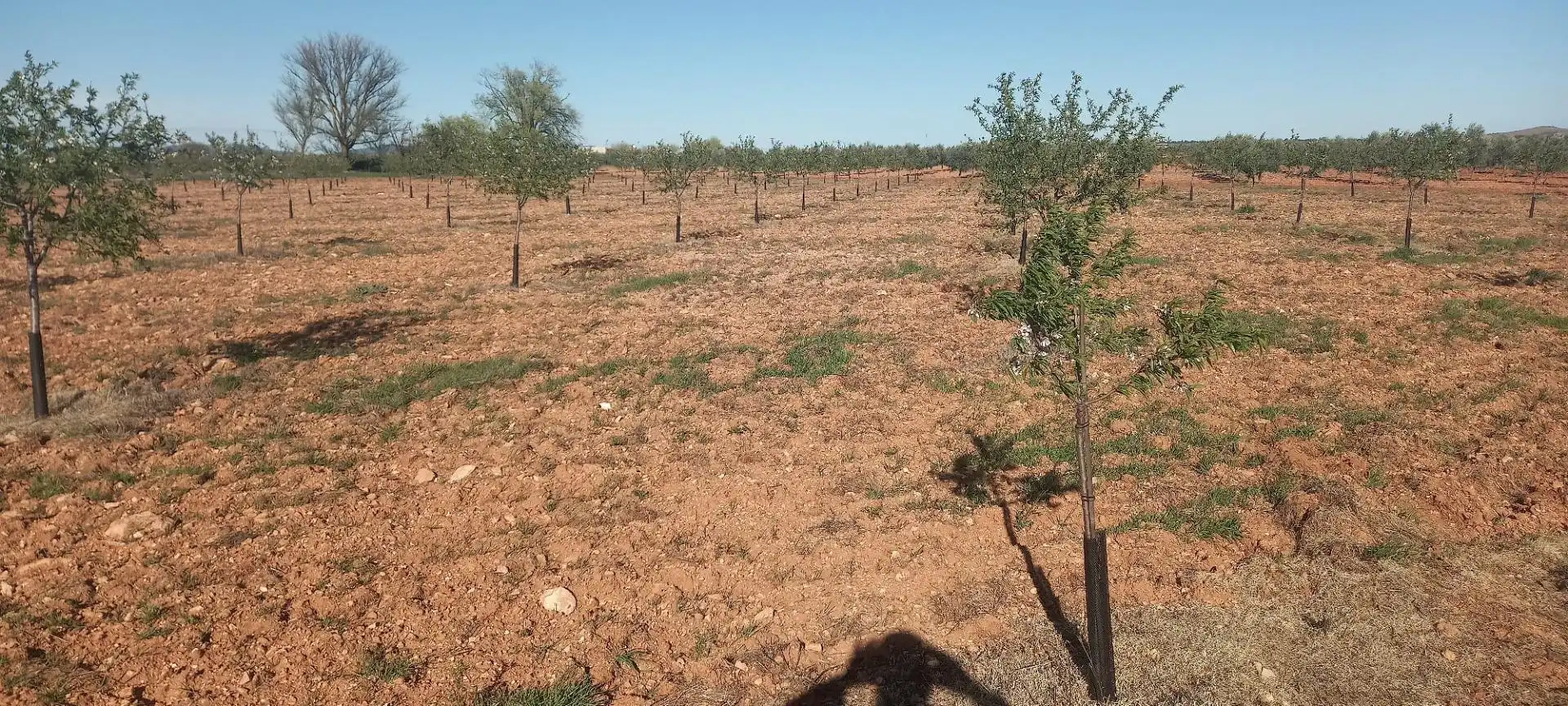 Rural land for sale in Valdepeñas, imagen 3