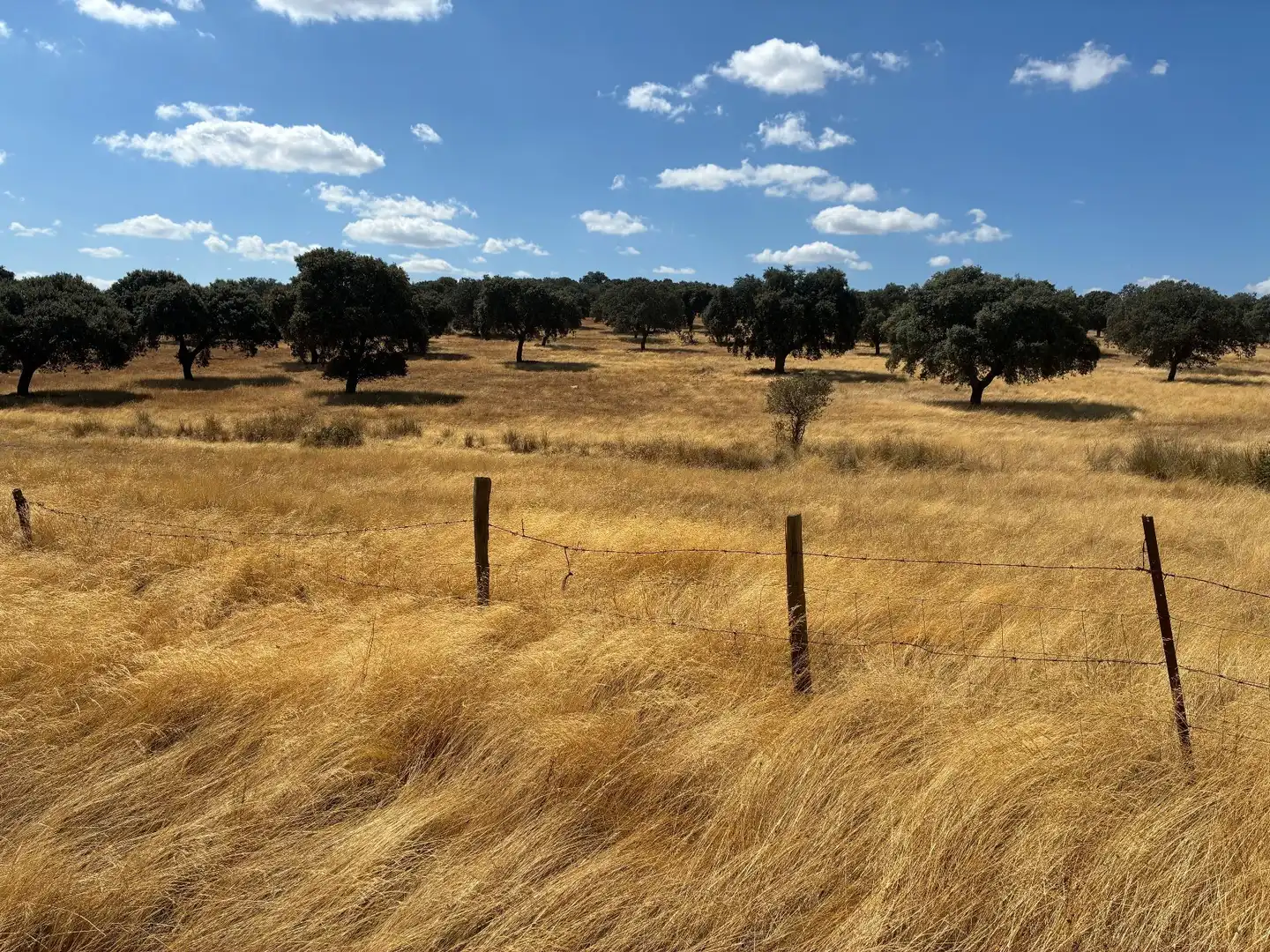 Terreno rustico in vendita a Mohedas de la Jara, imagen 15
