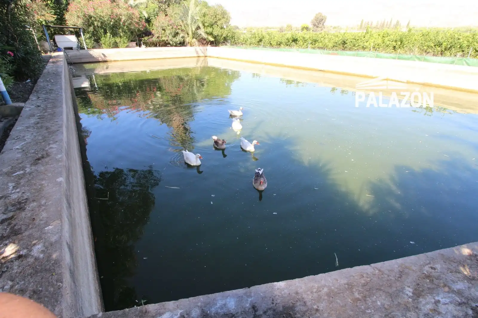 Xalet amb piscina en venda a Crevillent, imagen 4