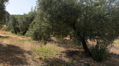 Finca de Olivar en Plena Producción, immagine 2