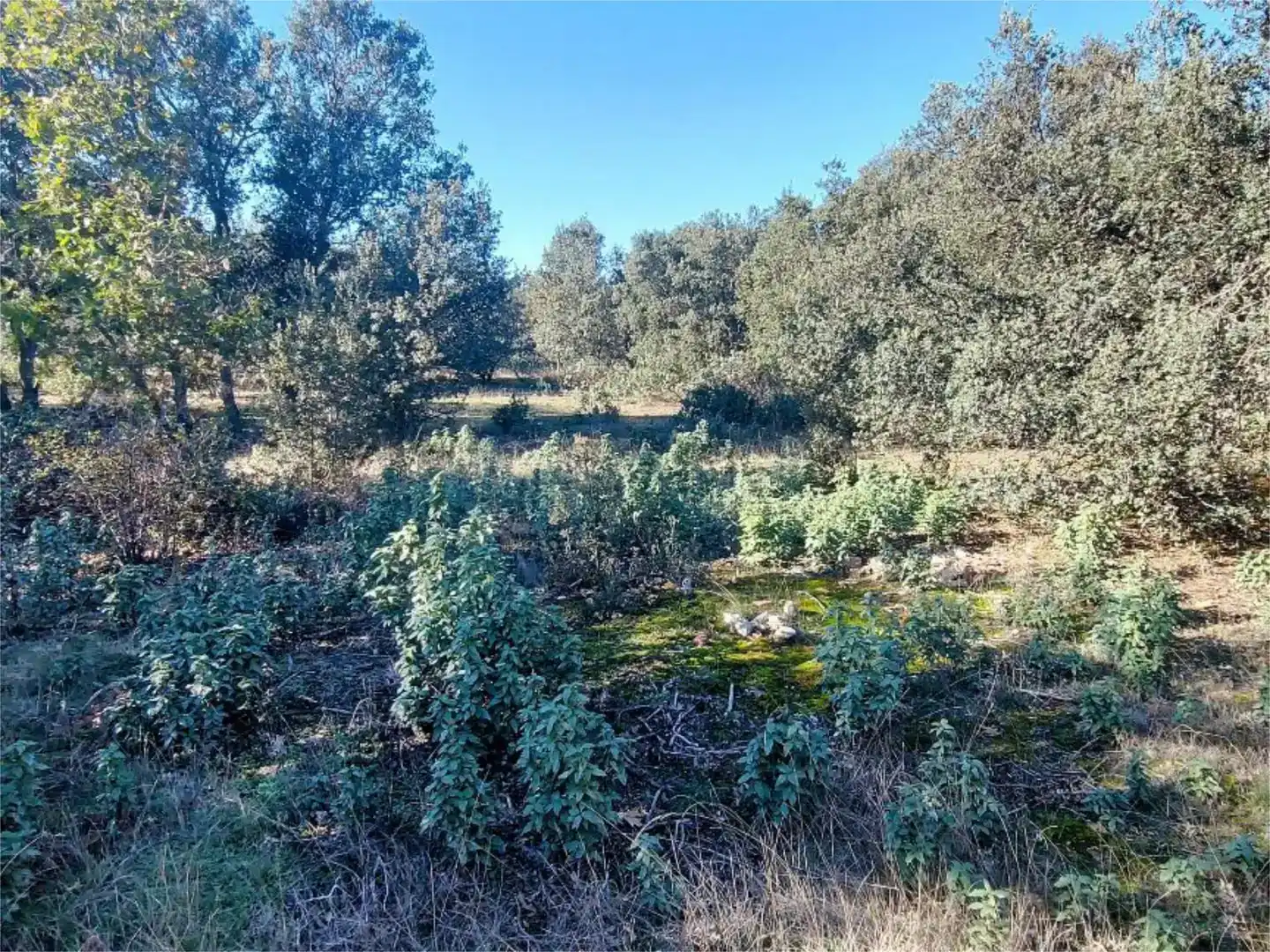 Residencial en venta en Fresno de Cantespino