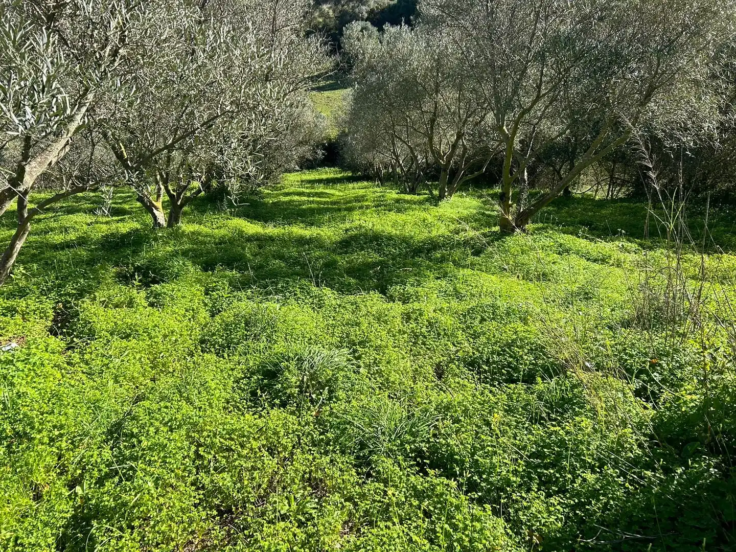 Casa rústica amb jardí en venda a Calle Pasada de Alcalá, imagen 4