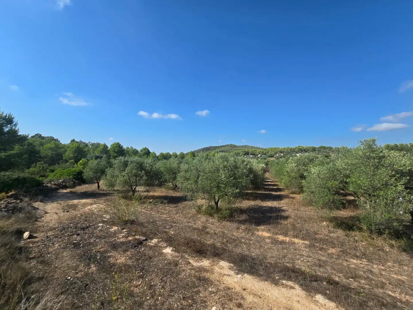 Terreno rústico en venta en Montferri, imagen 3