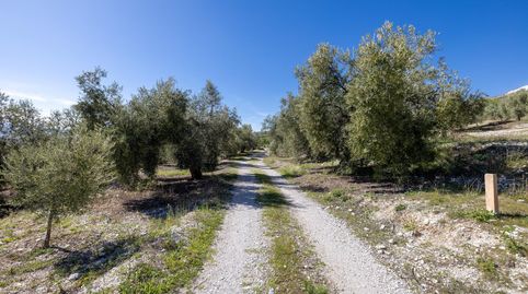 Terreno Rustico con Olivos Centenarios, immagine 2