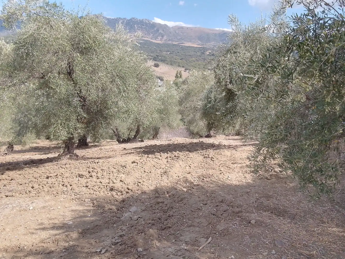 Terrain rustique à vendre à Cortes de la Frontera, imagen 40