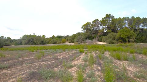 Finca con proyecto  básico  aprobado para una vivienda en Muro, immagine 5