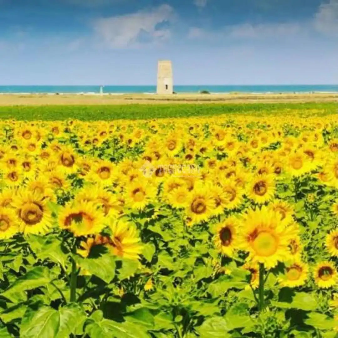 Rural land for sale in Conil, imagen 23