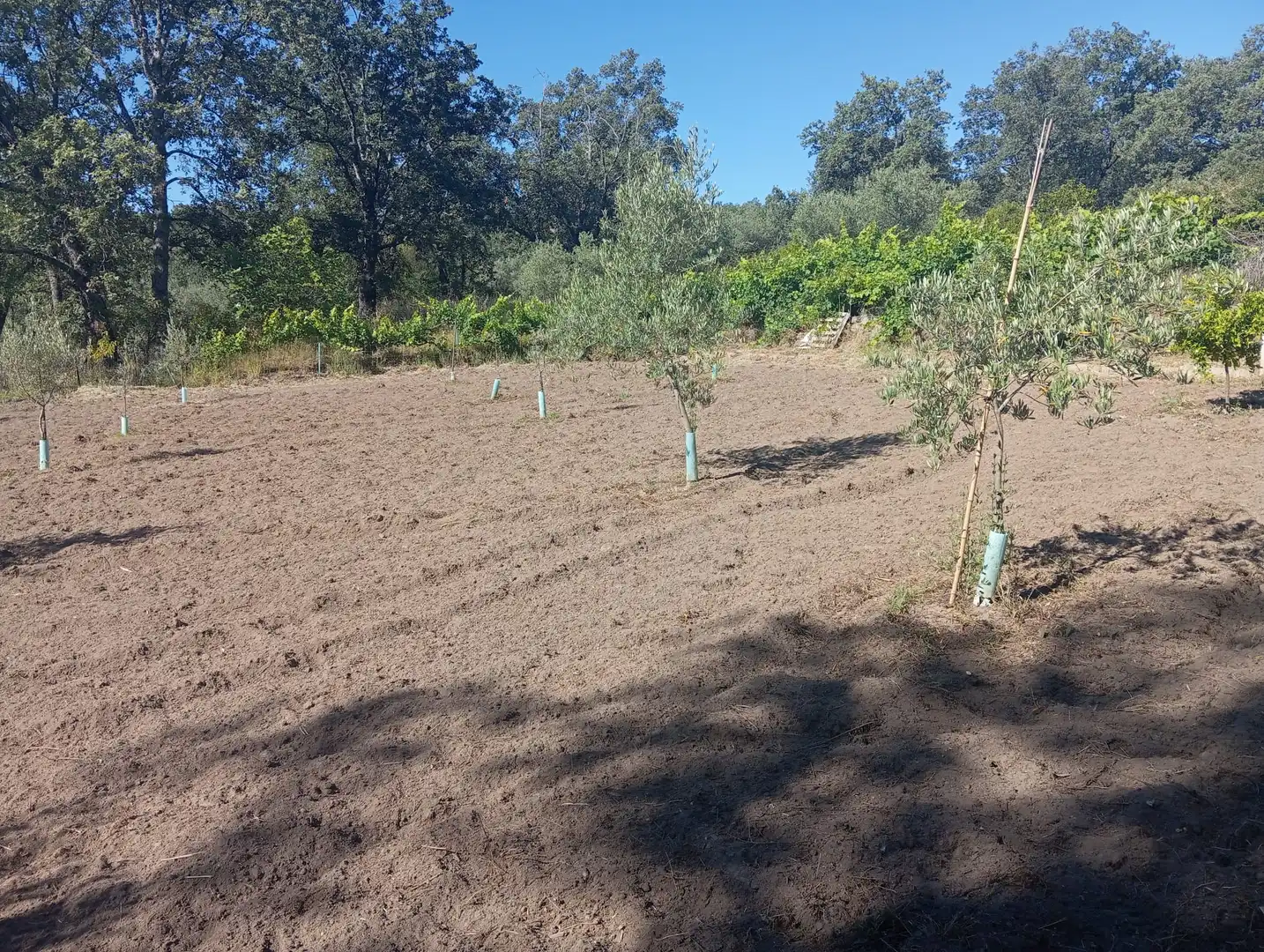 Terreni e lotti in vendita a Jarandilla de la Vera, imagen 8