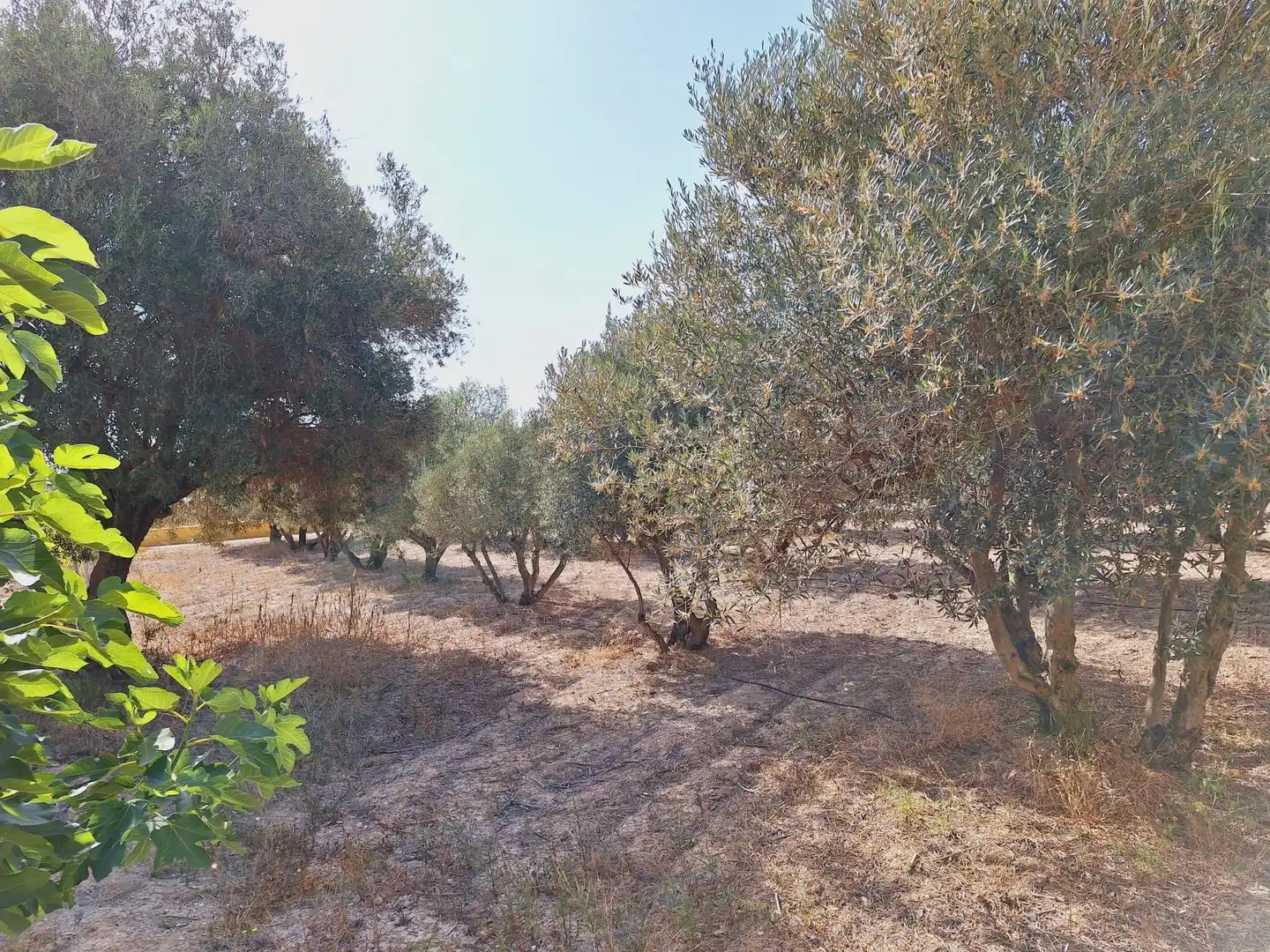 Casa o xalet en venda en Alicante / Alacant amb Jardí privat, Terrassa i Traster