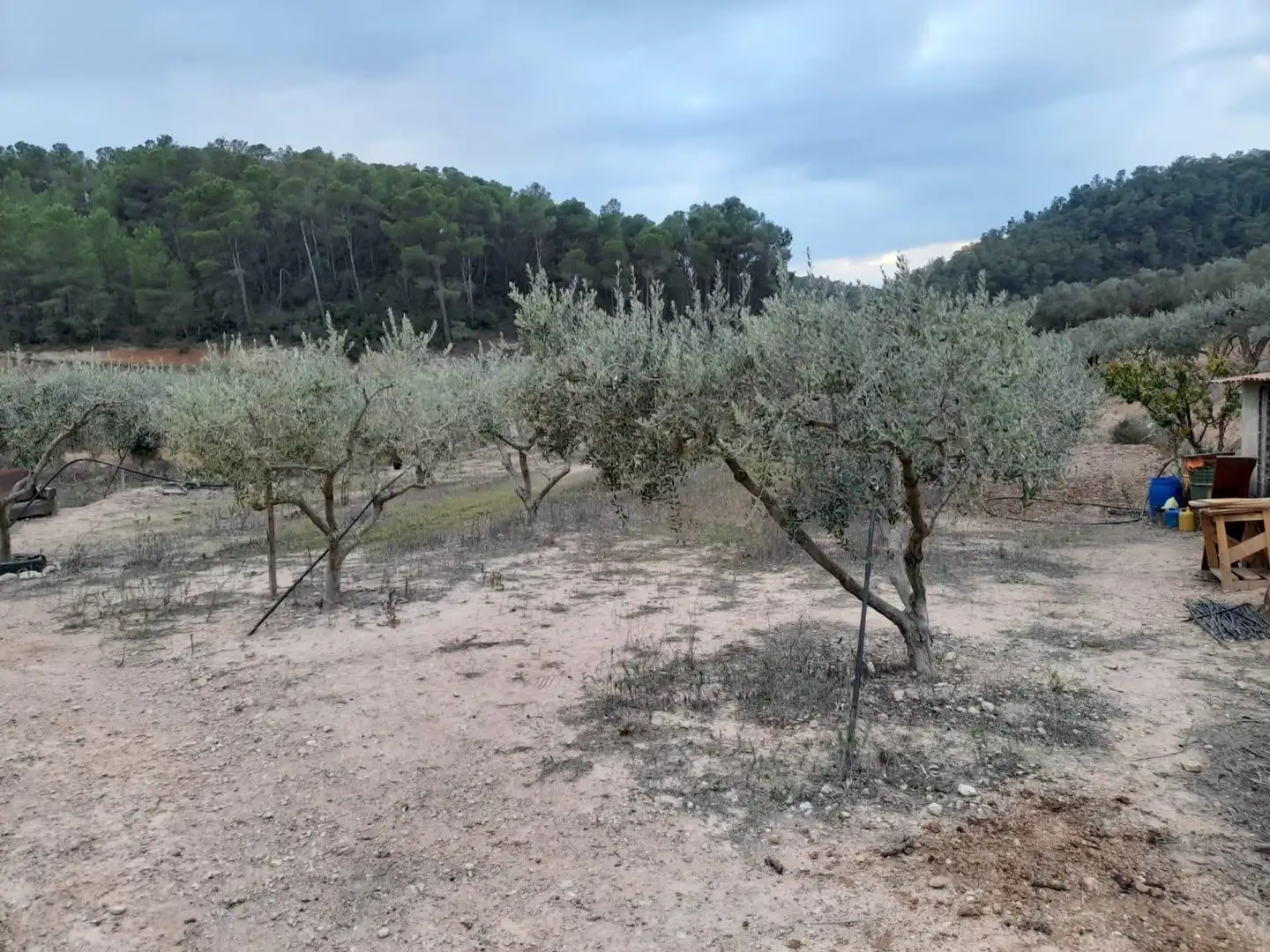 Terreny rústic en venda a Miravet, imagen 10