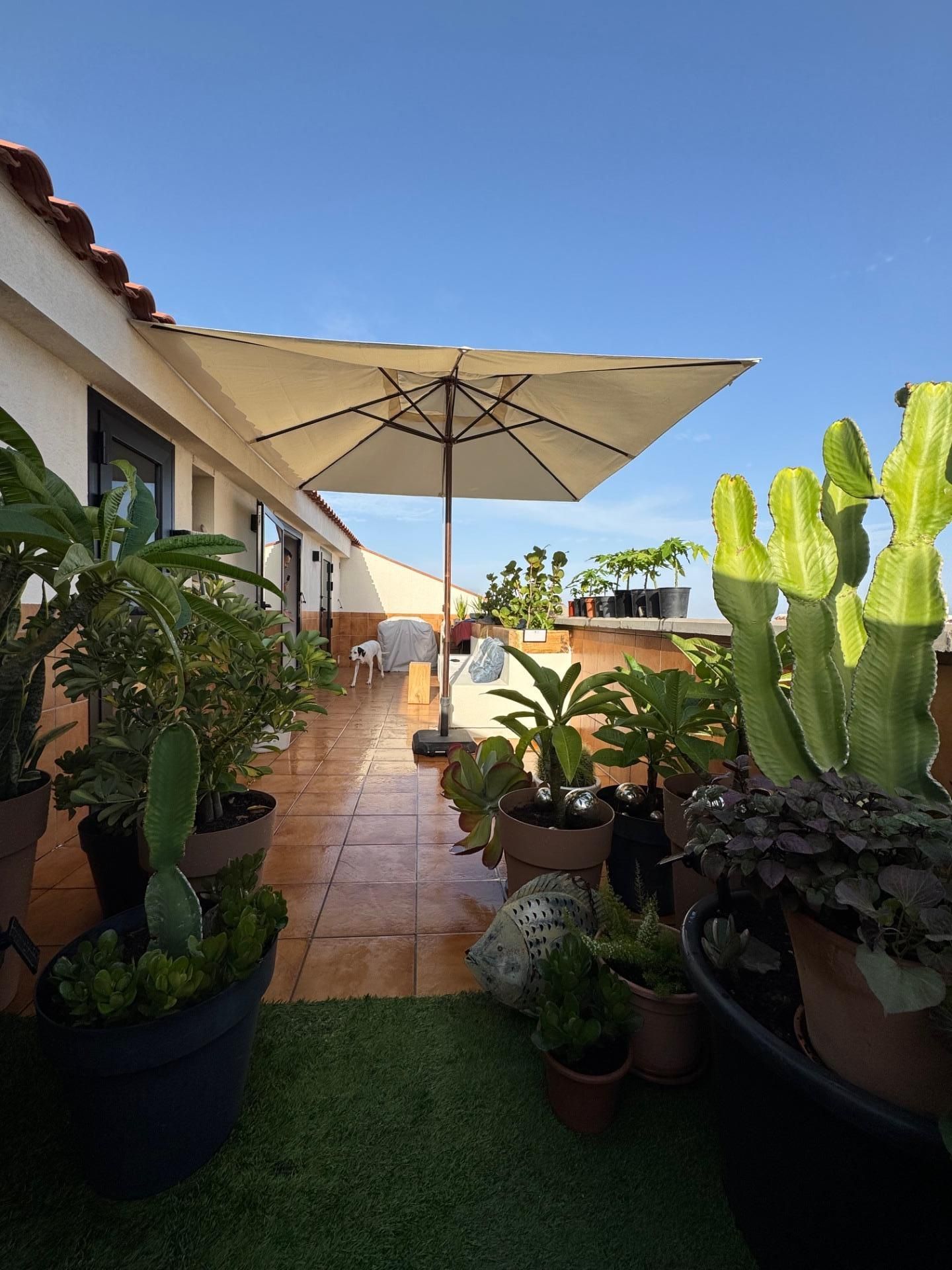 Terrassa de Àtic de lloguer en Telde amb Terrassa