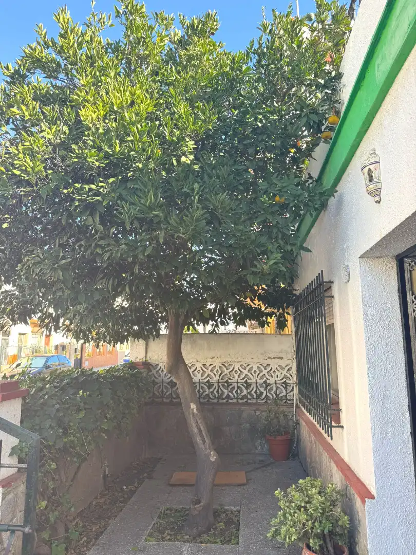 Vista exterior de Casa adosada en venda en El Puerto de Santa María amb Jardí privat i Terrassa