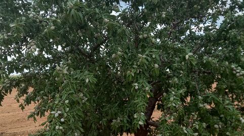 Finca De Viña Baja Y Almendros Todo Regadio, immagine 4