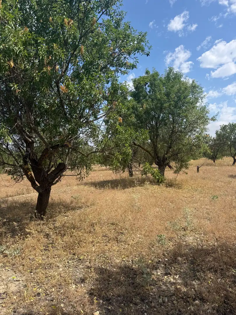 Terrenys i solars en venda a Biar, imagen 8