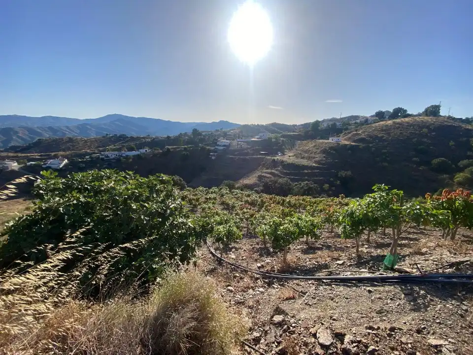 Terreny rústic en venda a Carretera Vélez-Málaga 1D