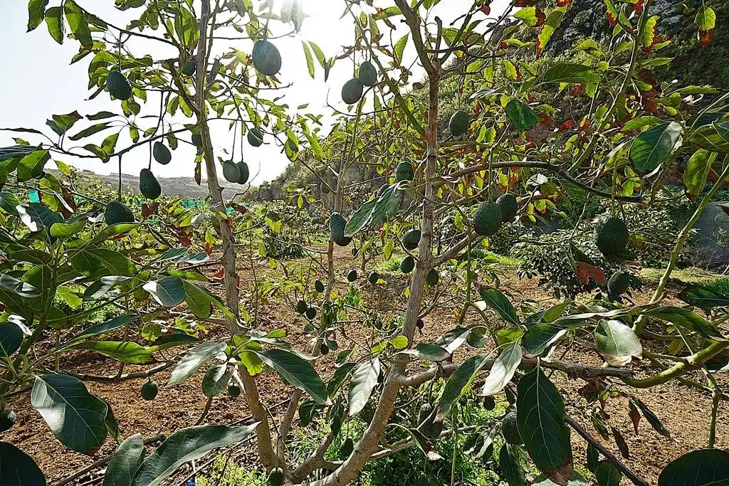 Finca rústica en venta en Camino DEHESA, 10, Santa María de Guía de Gran Canaria