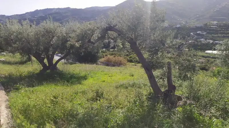 Rural land for sale in Calle de la Molineta 25, imagen 3