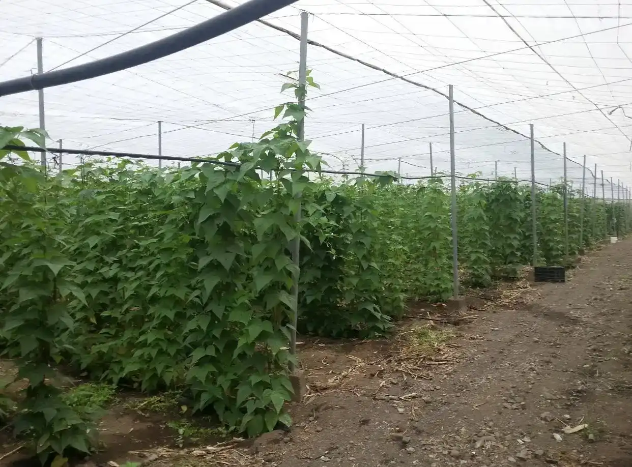 Jardín de Finca rústica en venta en Telde con Jardín privado, Trastero y Amueblado
