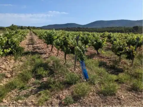 Terrain rustique à vendre à Requena, imagen 17
