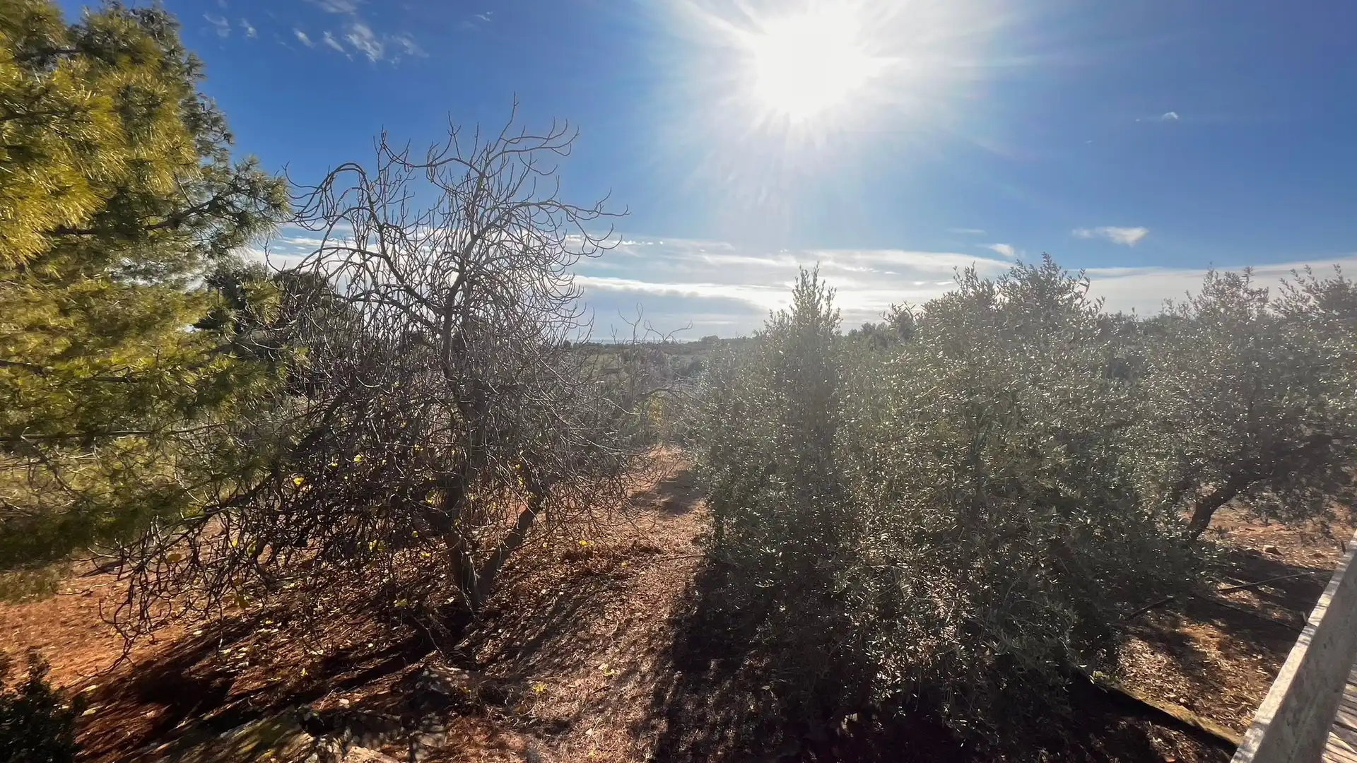 Terreno rustico in vendita a Carrer de Sant Abdó i Sant Senén, imagen 20