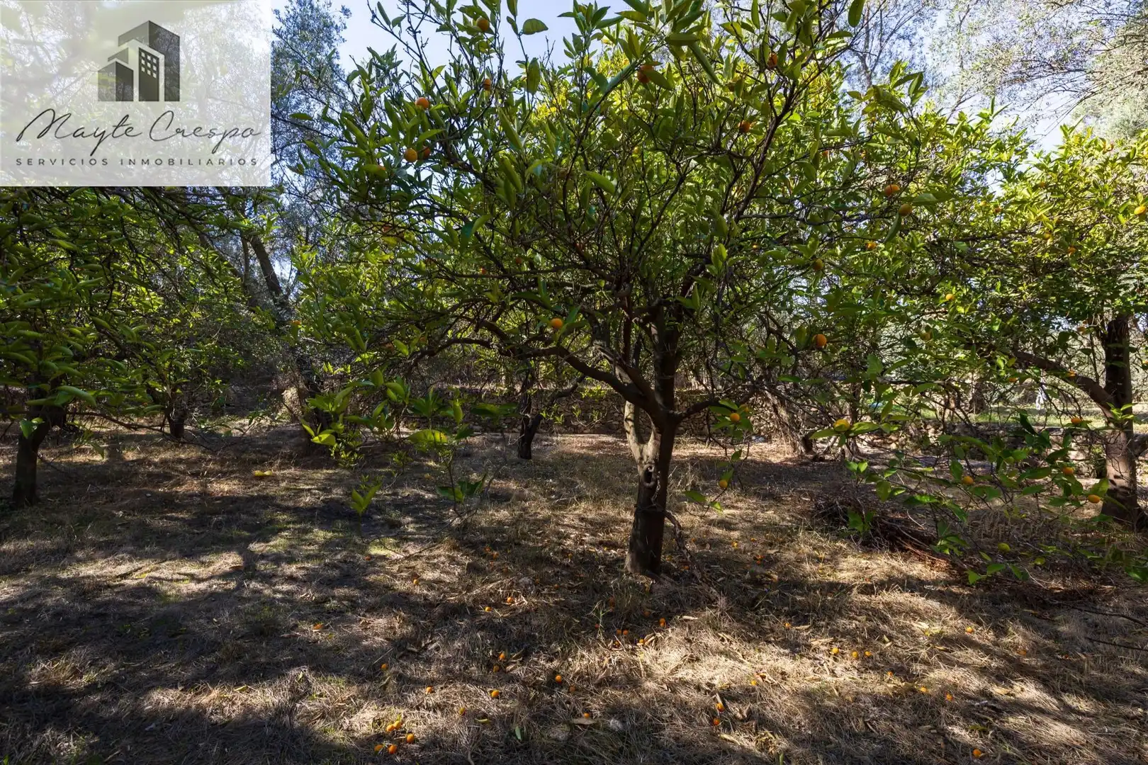 Terreno rustico in vendita a Lecrín, imagen 7