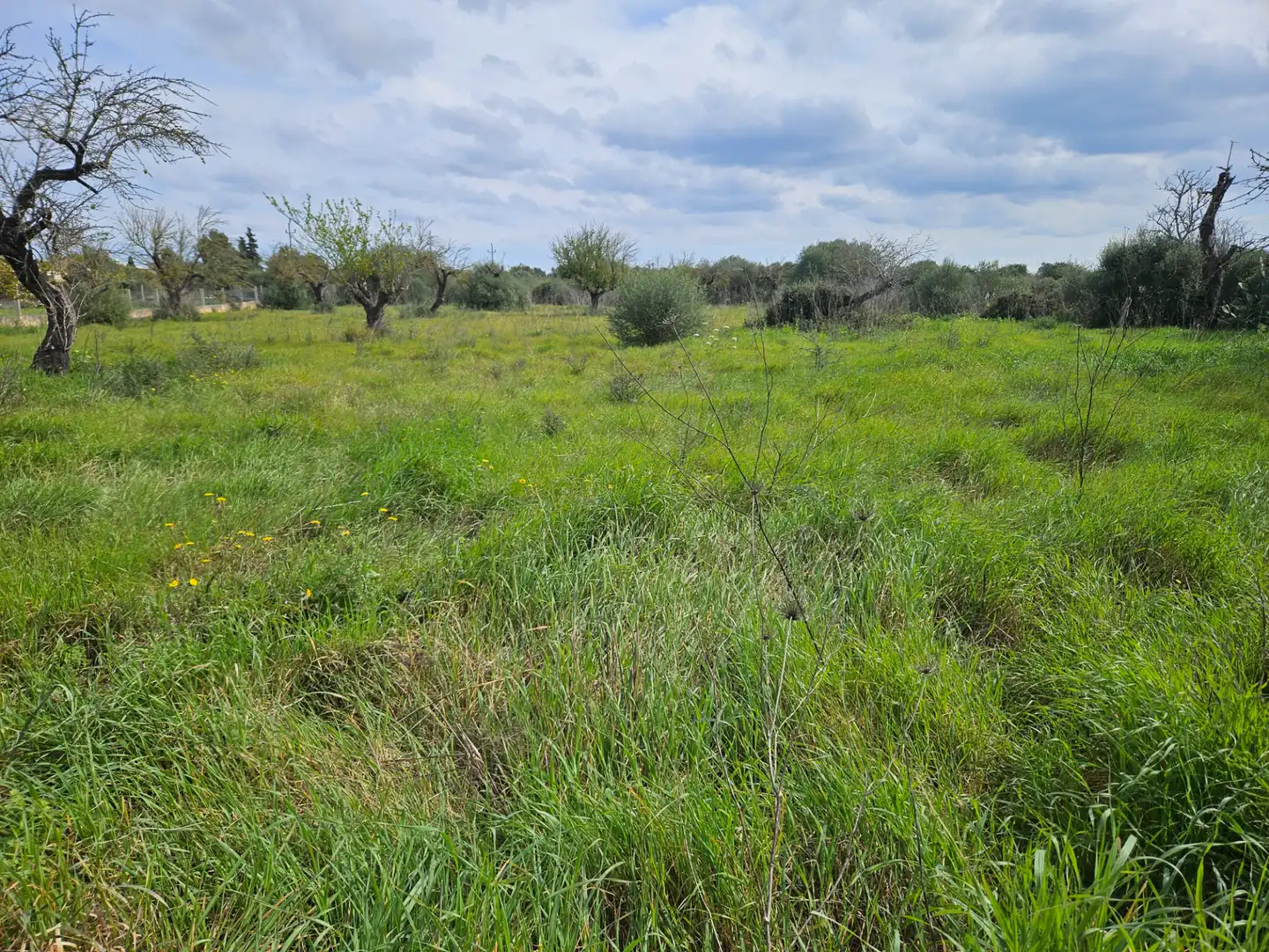 Terreno residencial en venta en Carrer d'en Fiol 19, imagen 6