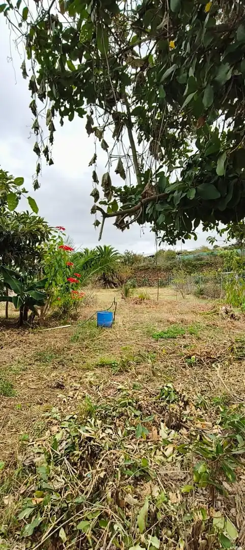 Finca rústica en venta en Camino REVENTON EL, La Vega - El Amparo - Cueva del Viento