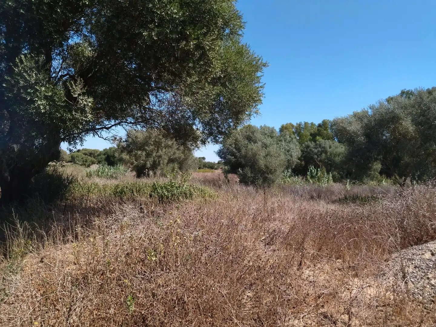 Terreno en venta en Vejer de la Frontera