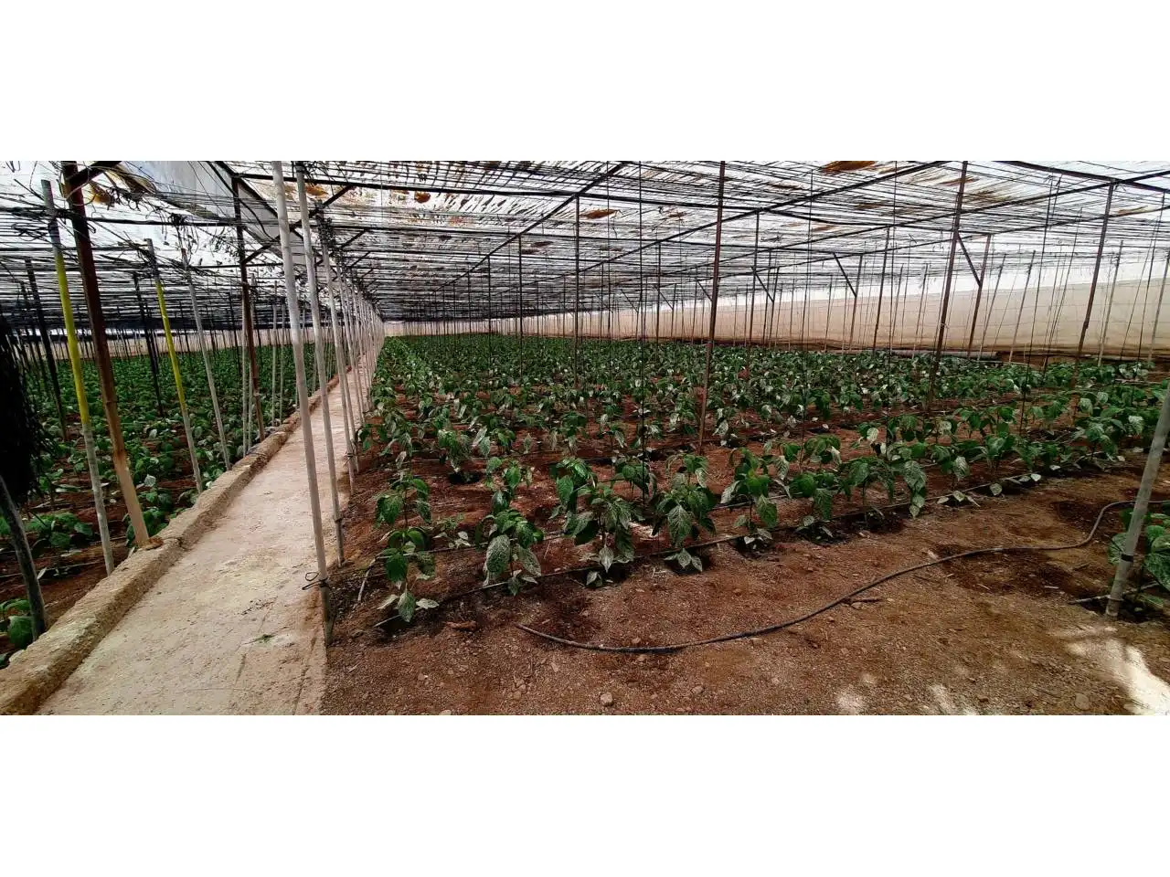Jardín de Finca rústica en venta en Aguadulce