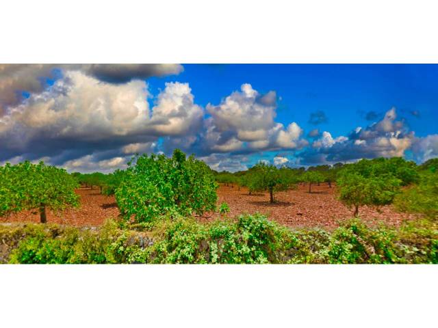 Terreno en Venta en Poligono 16, 63 en Manacor Centre