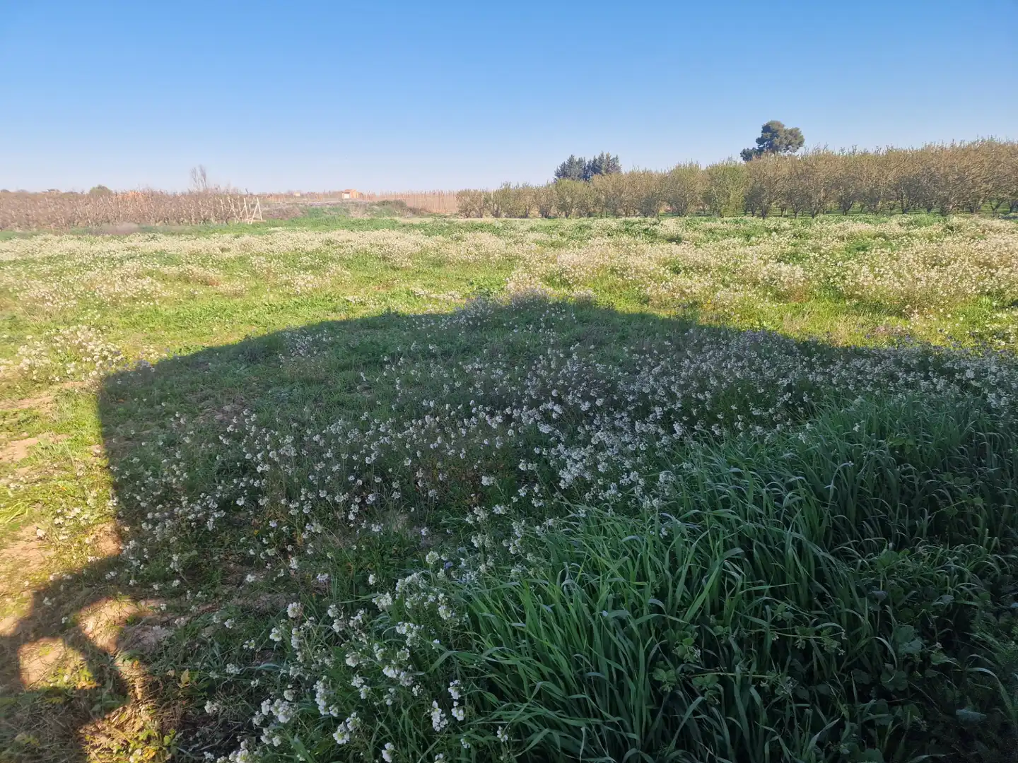 Terreny en venda en Les Borges Blanques