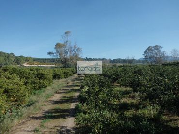 Terreny rústic en venda a Llocnou d'En Fenollet