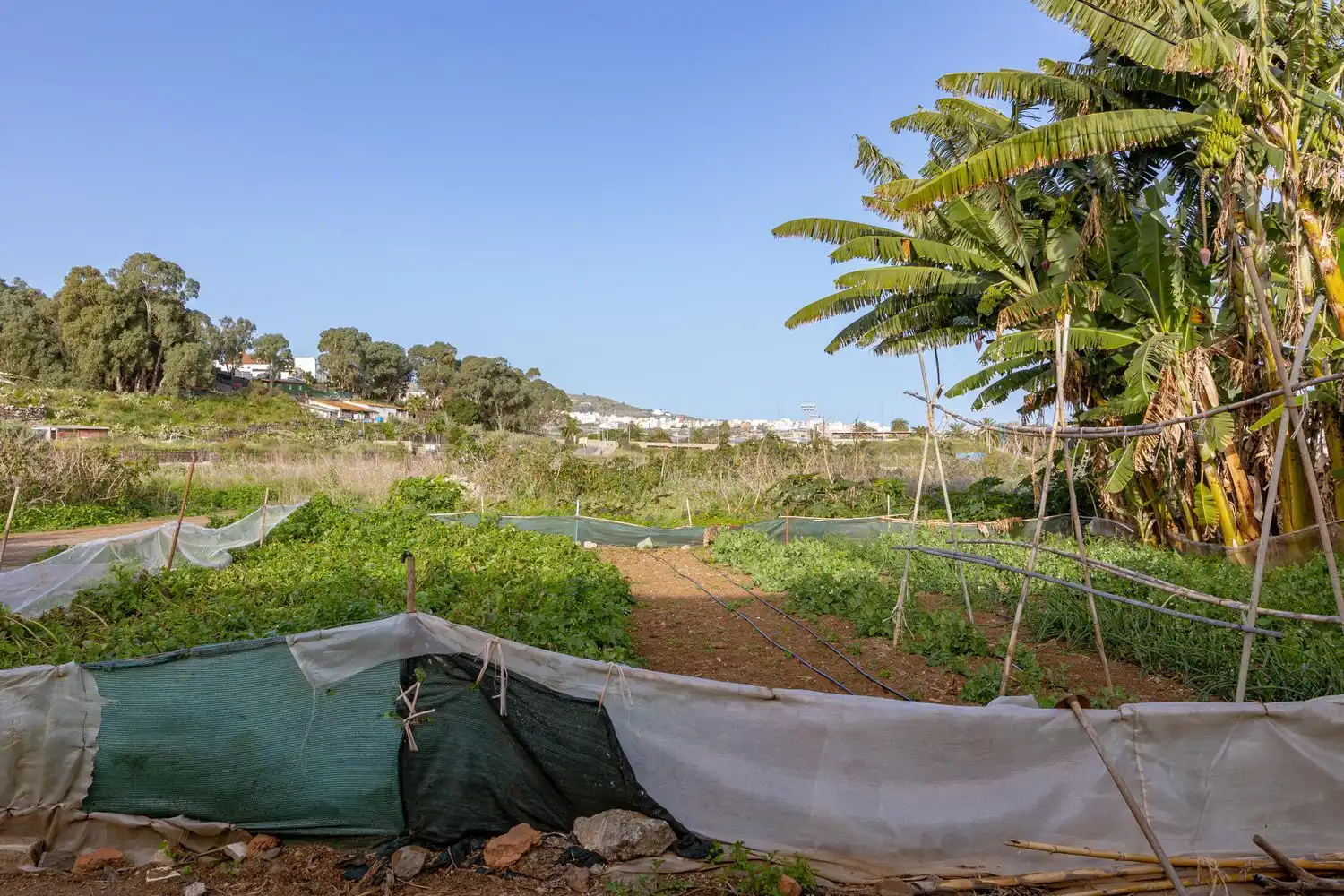 Jardín de Residencial en venta en Arucas