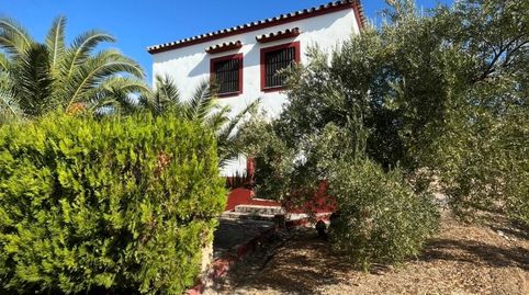 Finca de 7 Fanegas de olivar marteño en Espejo: Un Refugio Rural Único, immagine 2