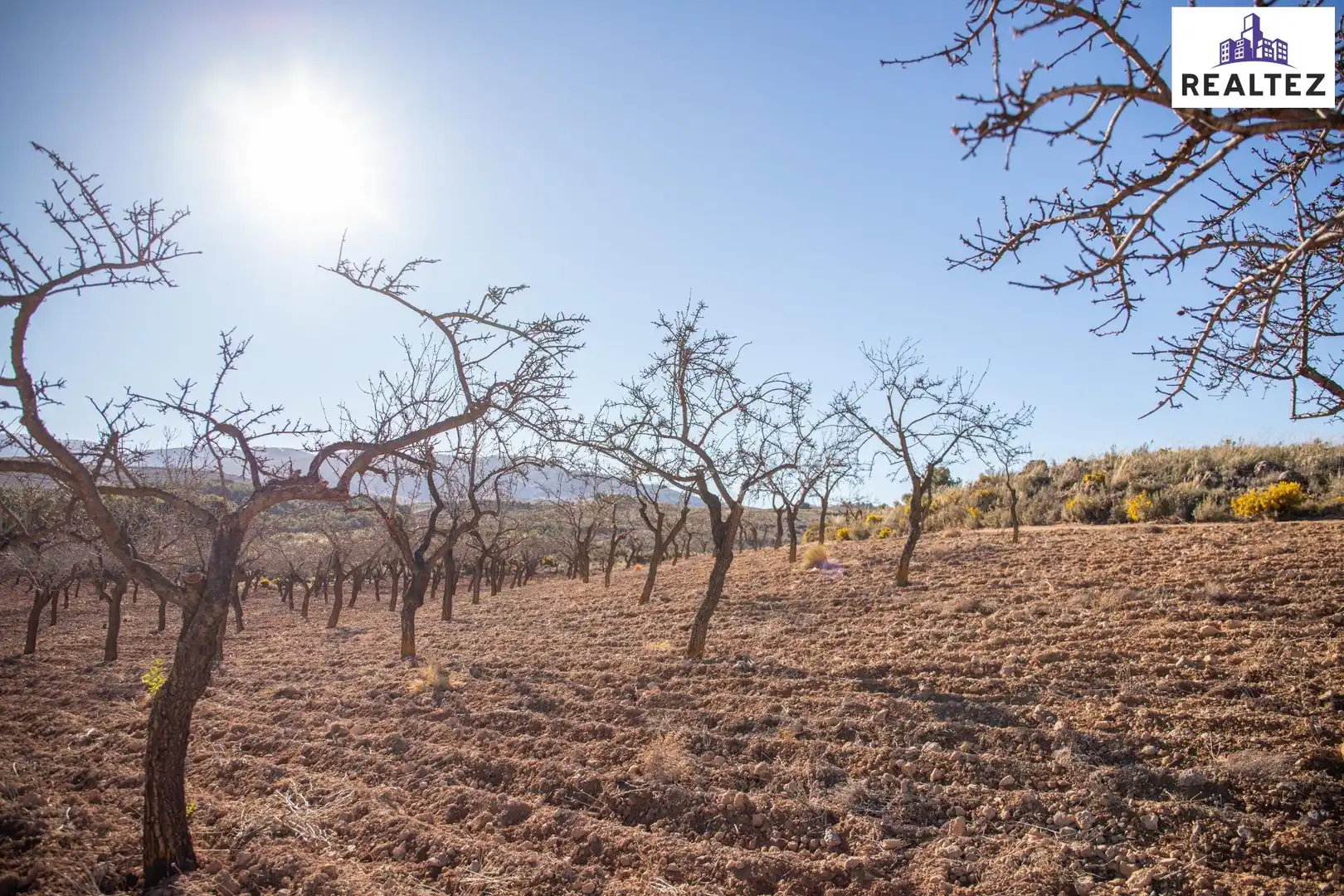 Terrain rustique à vendre à Alcolea, imagen 12
