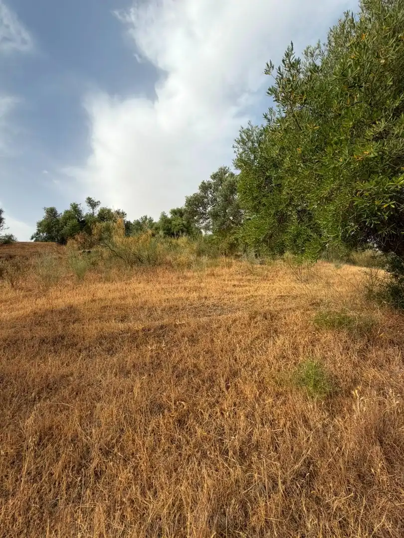 Rural land for sale in Morón de la Frontera, imagen 17