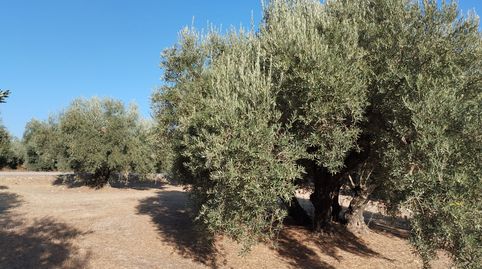 OLIVAR TRADICIONAL A PIE DE CARRETERA TOTALMENTE LLANO, immagine 3