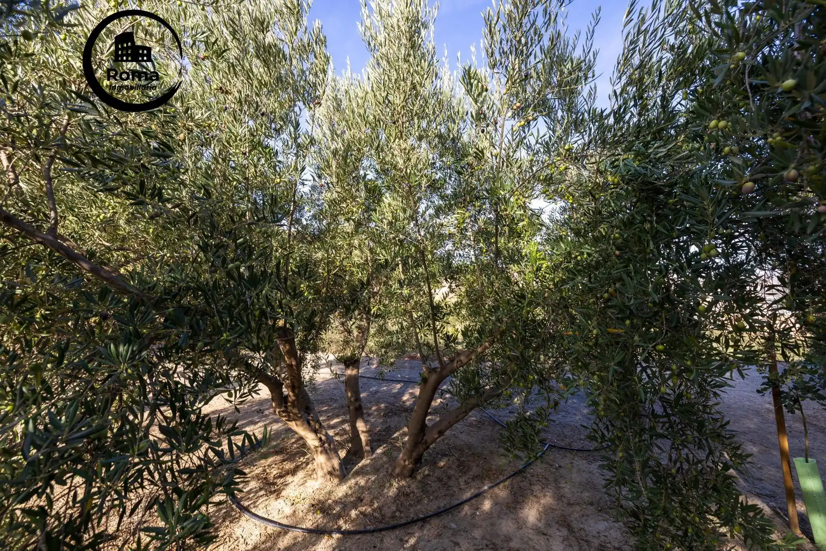 Terreni e lotti in vendita a El Pinar, imagen 27