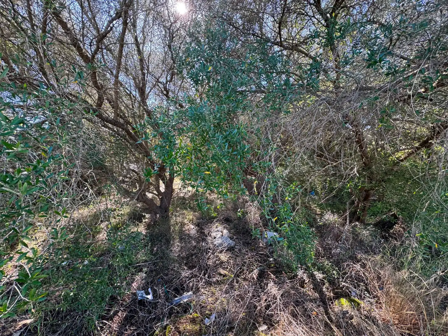Wohnbaugrundstück zum Verkauf in Sa Pobla, imagen 10