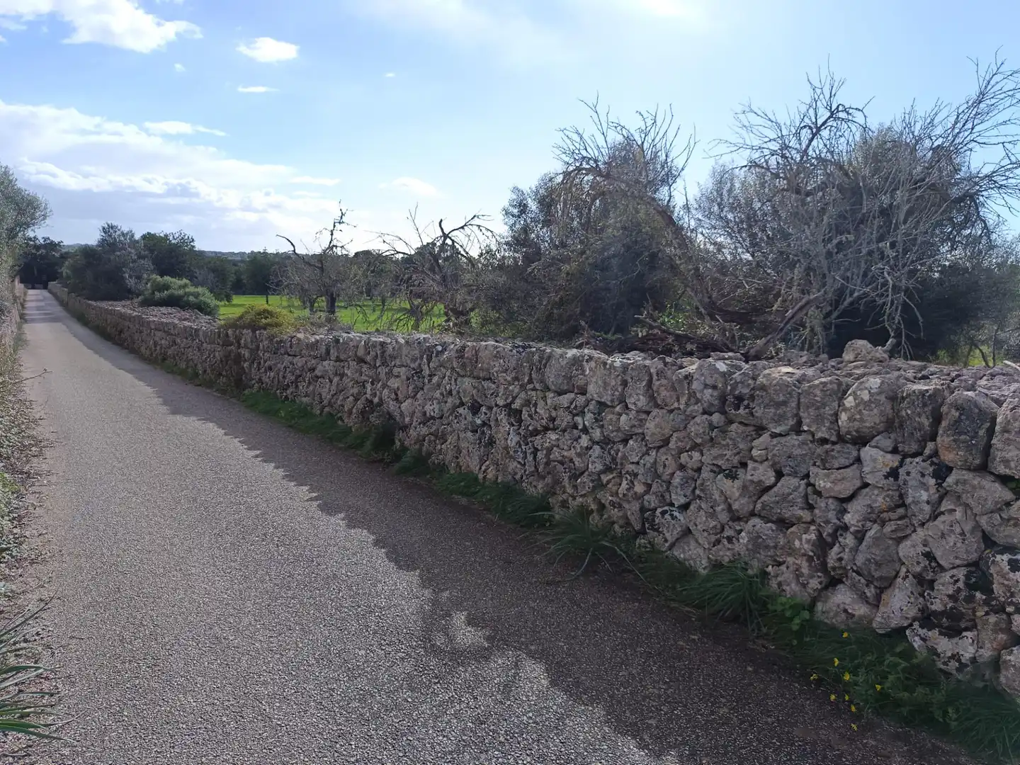 Terreno rustico in vendita a Camino Camí des Rafalet, imagen 10
