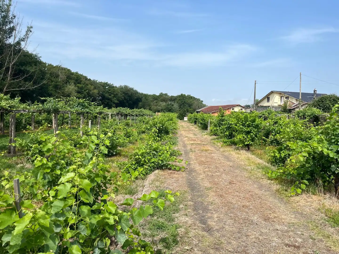 Finca rústica en venta en Ribadumia