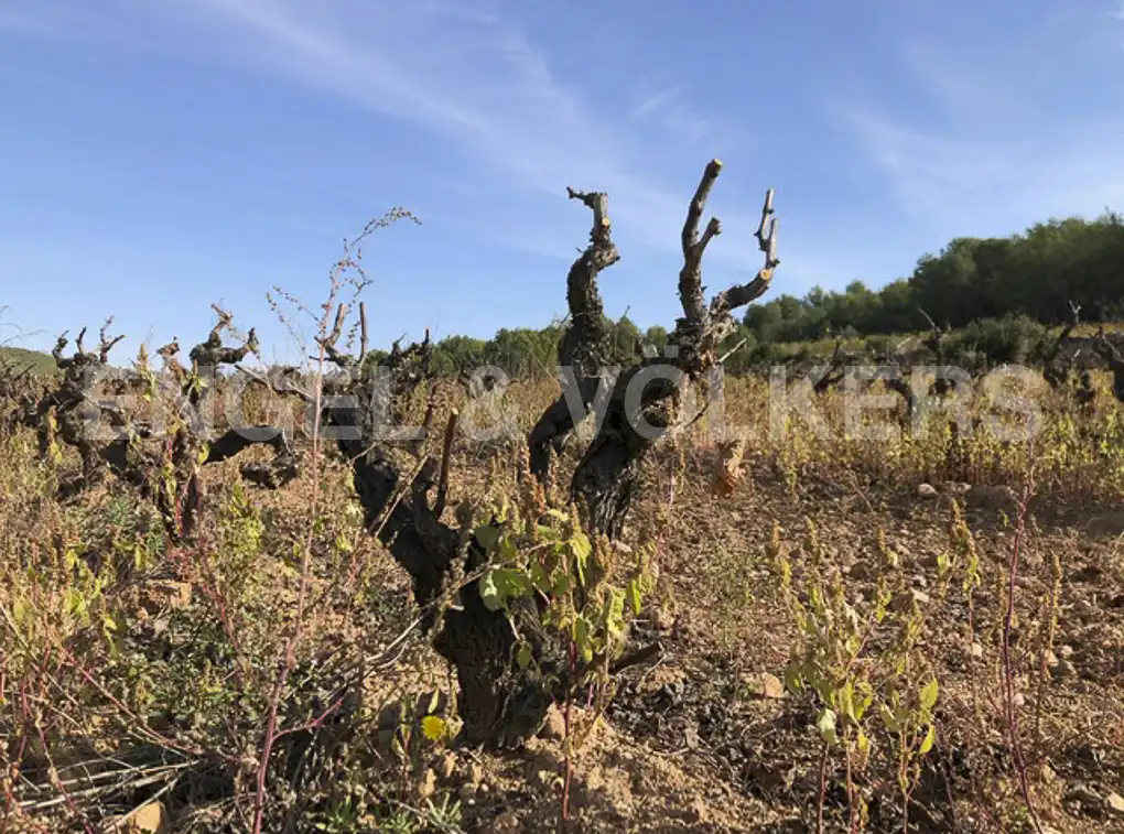 Terreny residencial en venda a Avinyonet del Penedès, imagen 30
